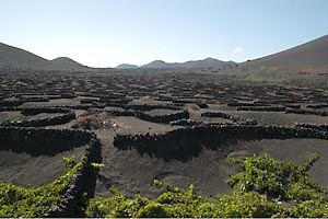 Lanzarote - La Geria